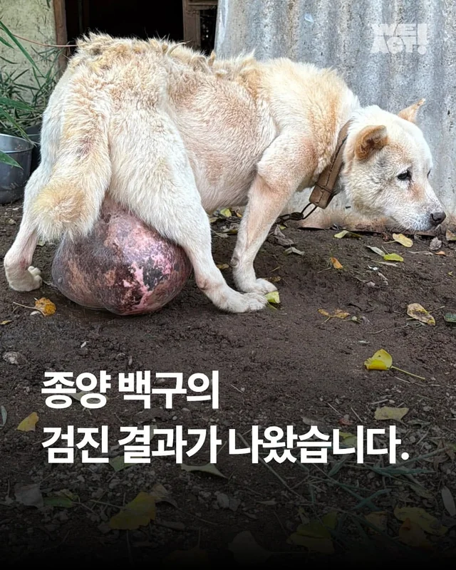 종양 백구의 검진결과가 나왔습니다. 현장 사진