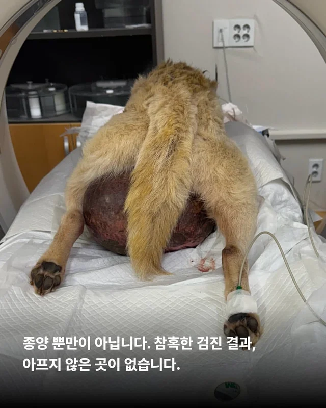 종양 백구의 검진결과가 나왔습니다. 현장 사진