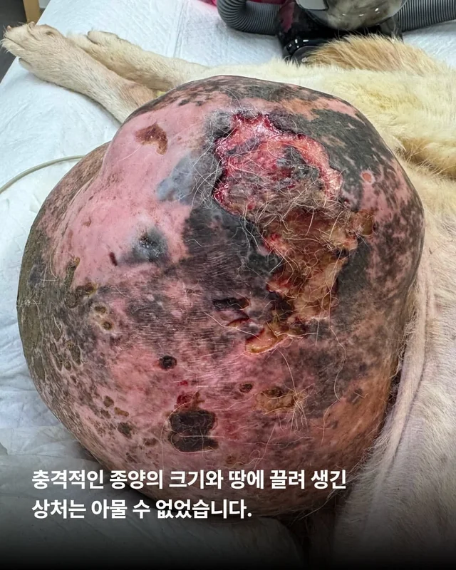 종양 백구의 검진결과가 나왔습니다. 현장 사진