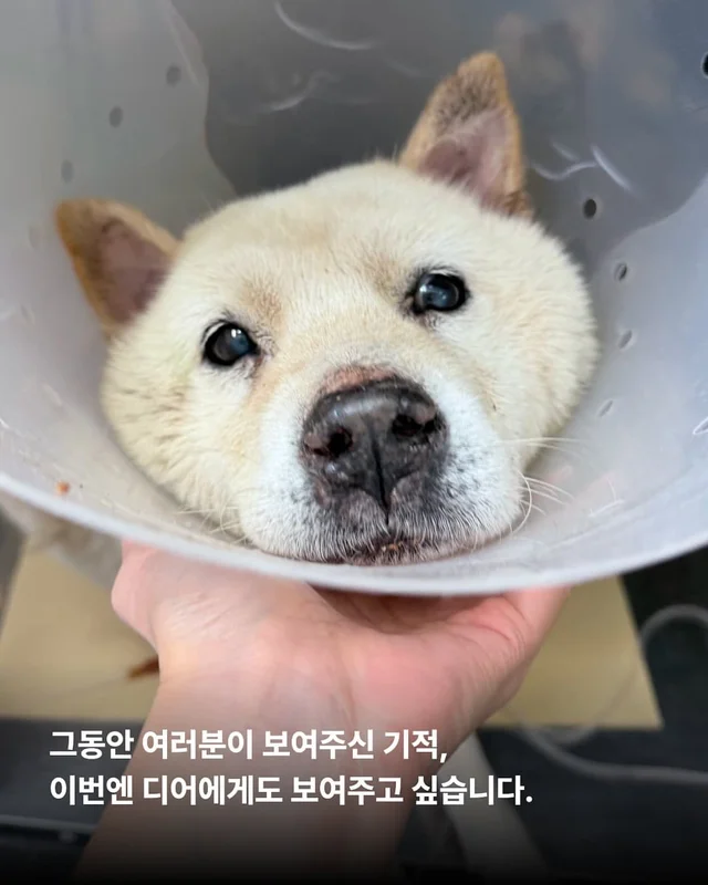 종양 백구의 검진결과가 나왔습니다. 현장 사진