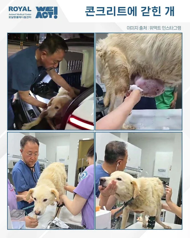 뼈 드러난 몸에 거대 종괴…콘크리트 감옥서 구조된 &.. 보도 사진
