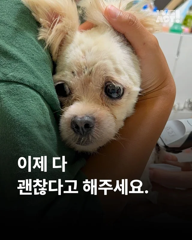 성북구애니멀호더 현장 사진