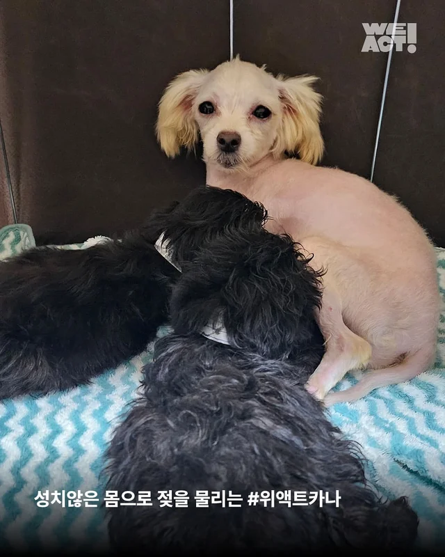 성북구애니멀호더 현장 사진