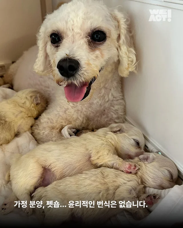 성북구애니멀호더 현장 사진