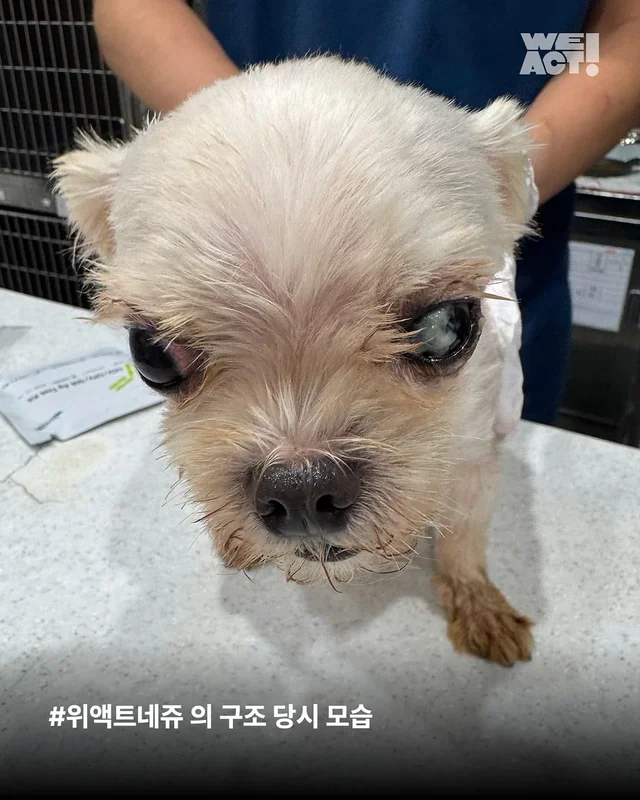 성북구애니멀호더 현장 사진