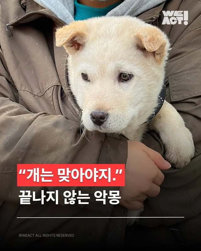 몽둥이로 맞는 강아지 현장 사진