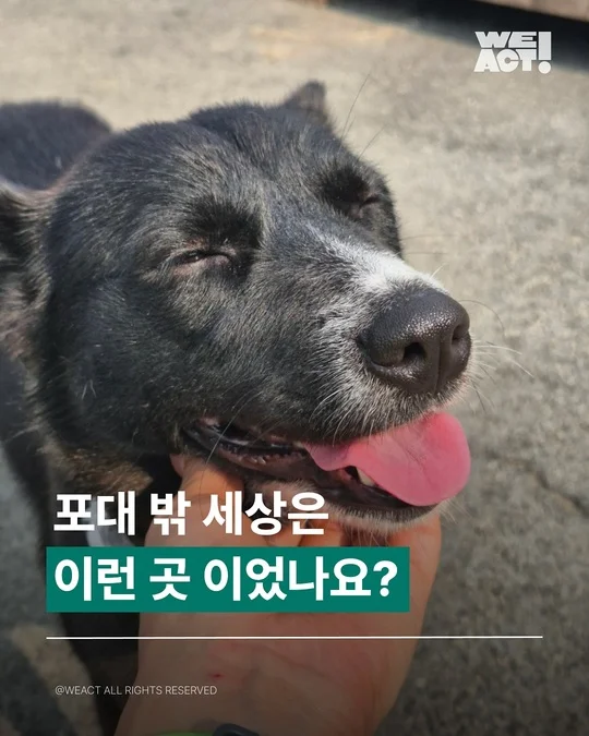 포대자루유기견 현장 사진