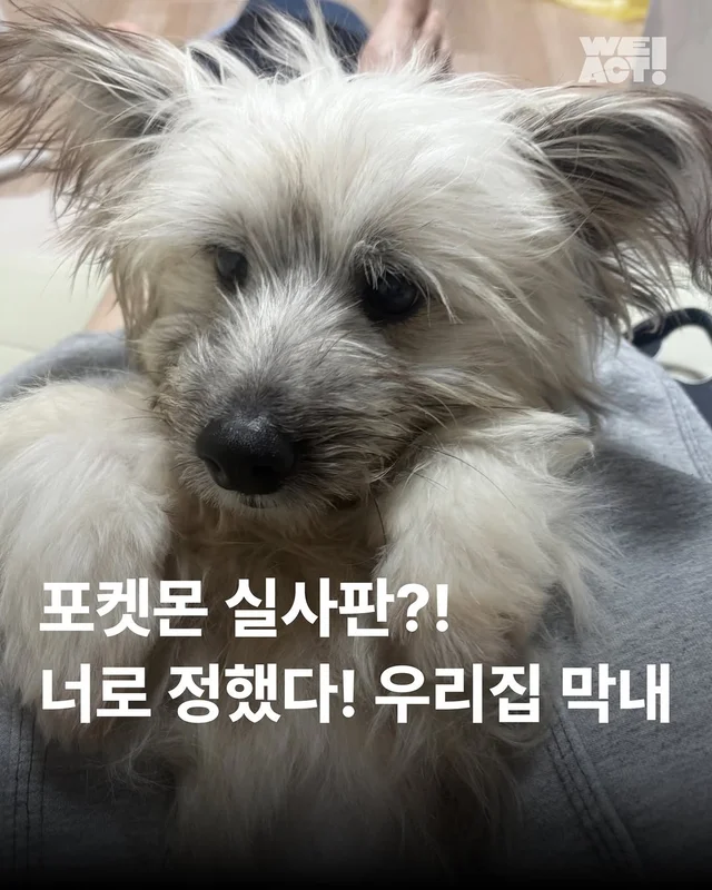 포켓몬 실사판!? 너로정했다! 우리집 막내! #위액트이.. 현장 사진