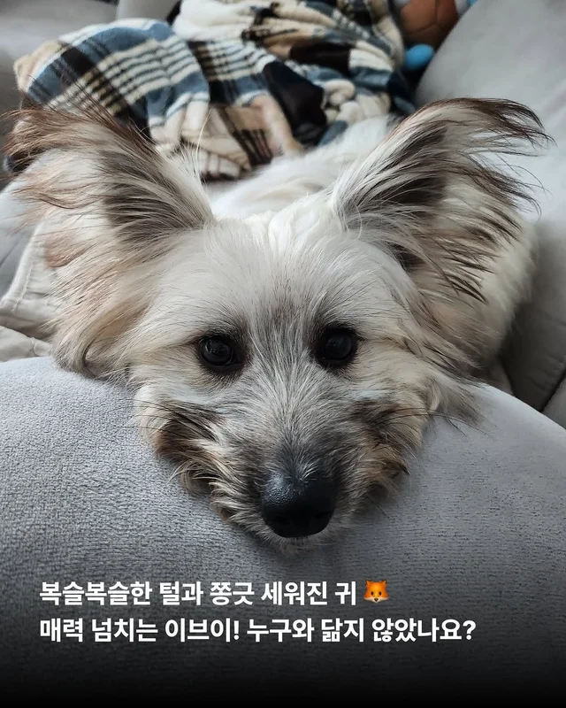 포켓몬 실사판!? 너로정했다! 우리집 막내! #위액트이.. 현장 사진