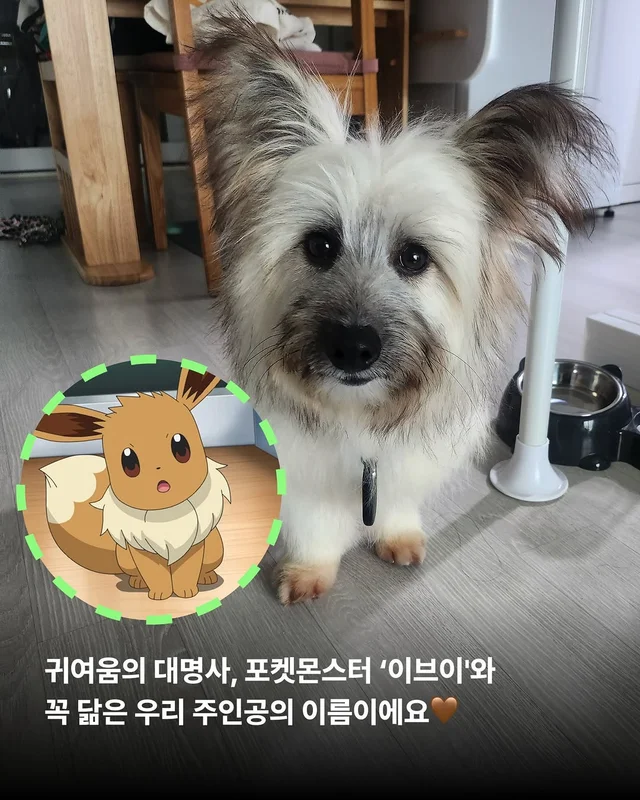 포켓몬 실사판!? 너로정했다! 우리집 막내! #위액트이.. 현장 사진