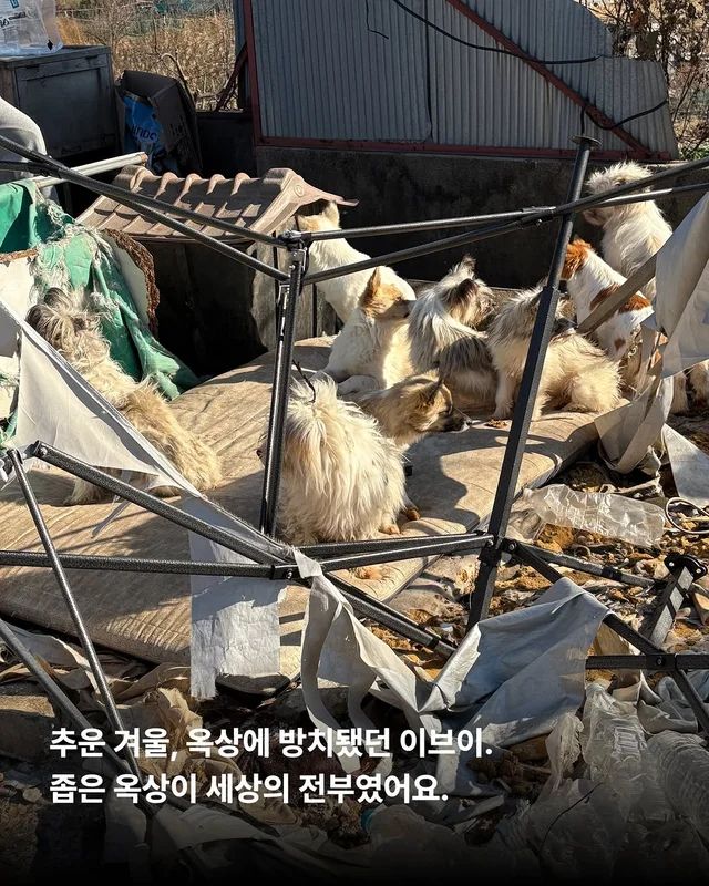 포켓몬 실사판!? 너로정했다! 우리집 막내! #위액트이.. 현장 사진