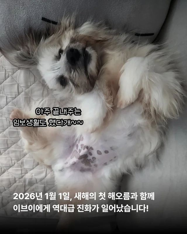 포켓몬 실사판!? 너로정했다! 우리집 막내! #위액트이.. 현장 사진