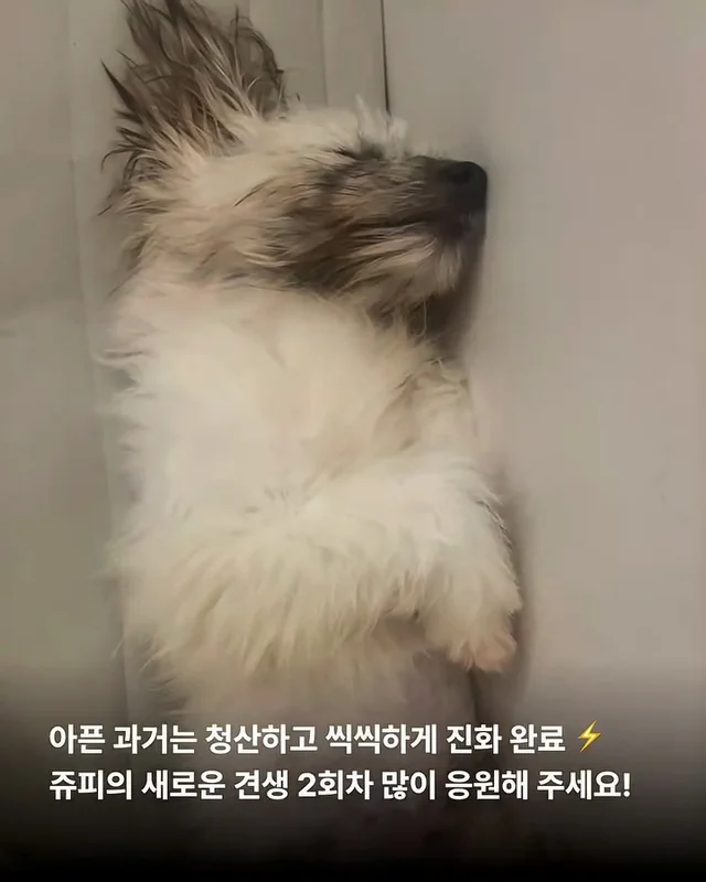 포켓몬 실사판!? 너로정했다! 우리집 막내! #위액트이.. 현장 사진