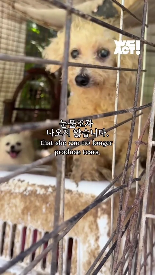 포천 불법 번식장 현장 사진