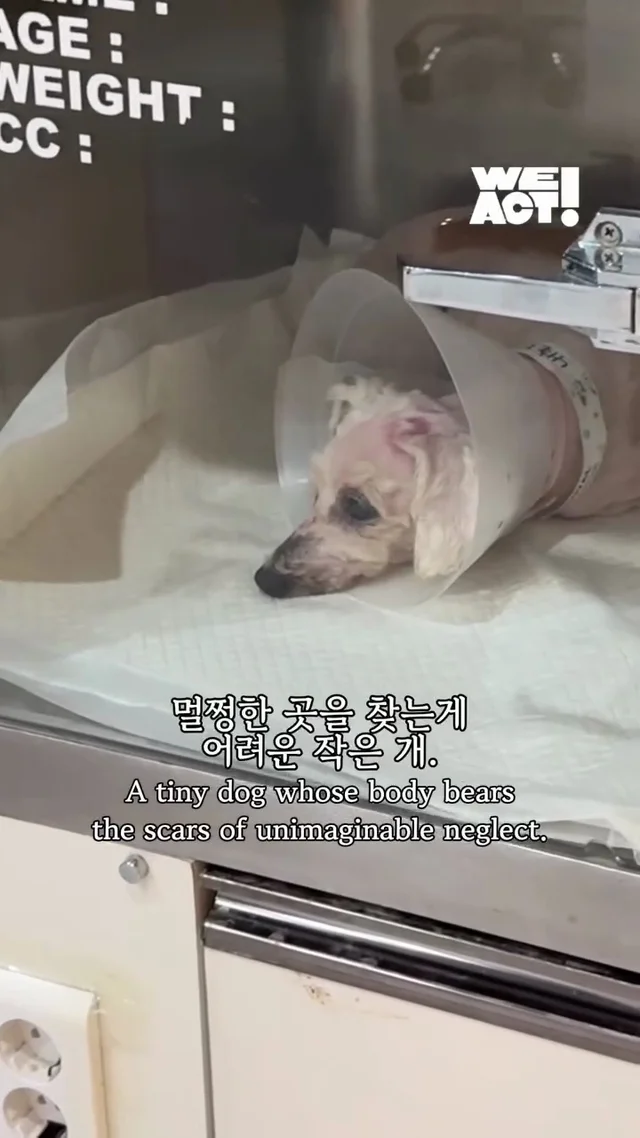 포천 불법 번식장 현장 사진