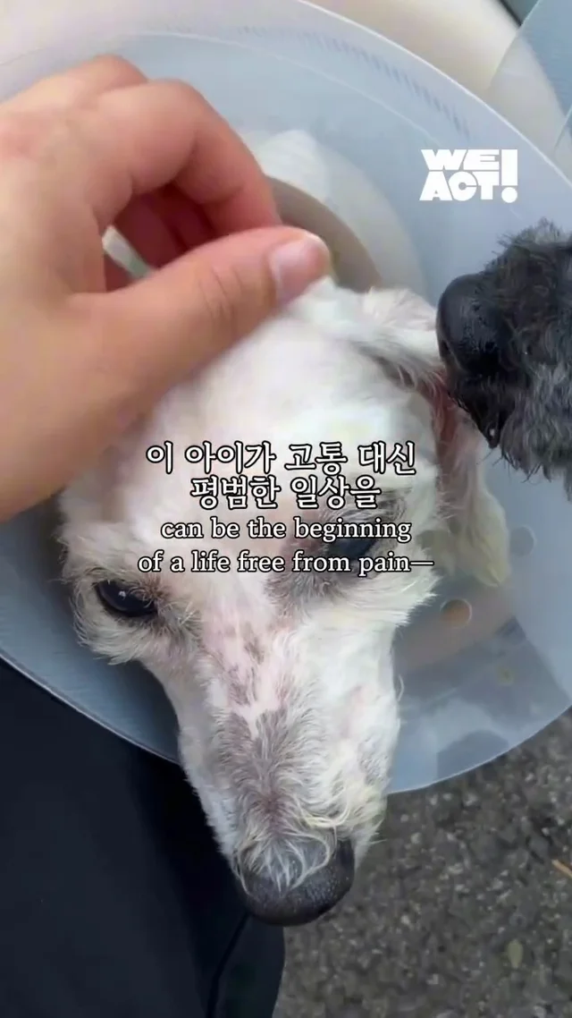 포천 불법 번식장 현장 사진