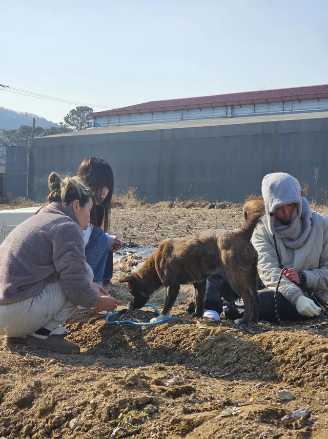 용인떠돌이견 현장 사진