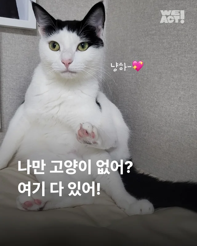 나만고양이 없어? 현장 사진