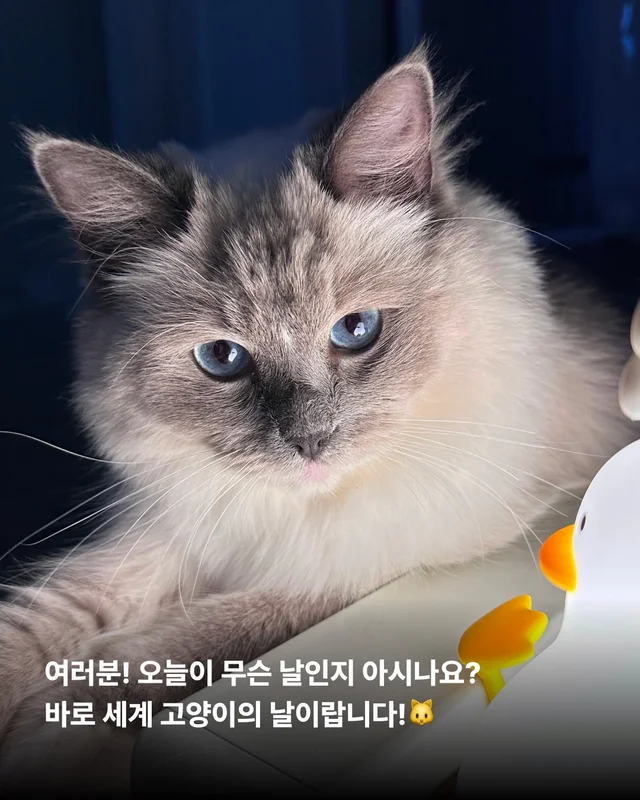 나만고양이 없어? 현장 사진