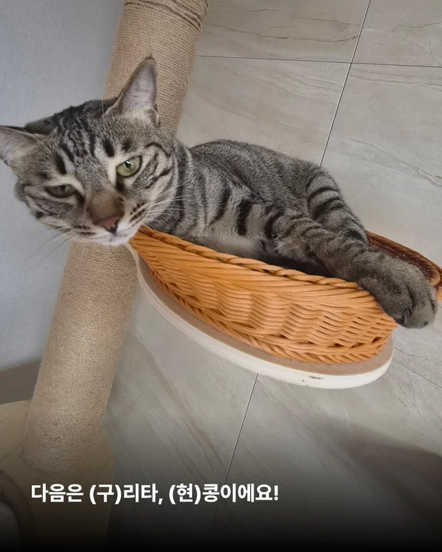 나만고양이 없어? 현장 사진