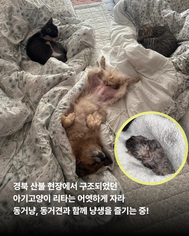 나만고양이 없어? 현장 사진