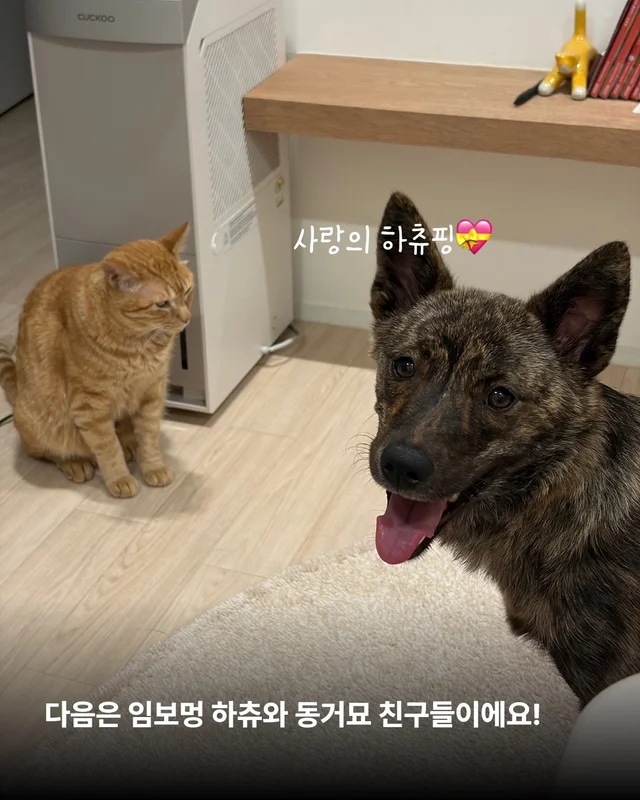 나만고양이 없어? 현장 사진