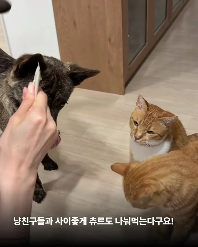 나만고양이 없어? 현장 사진