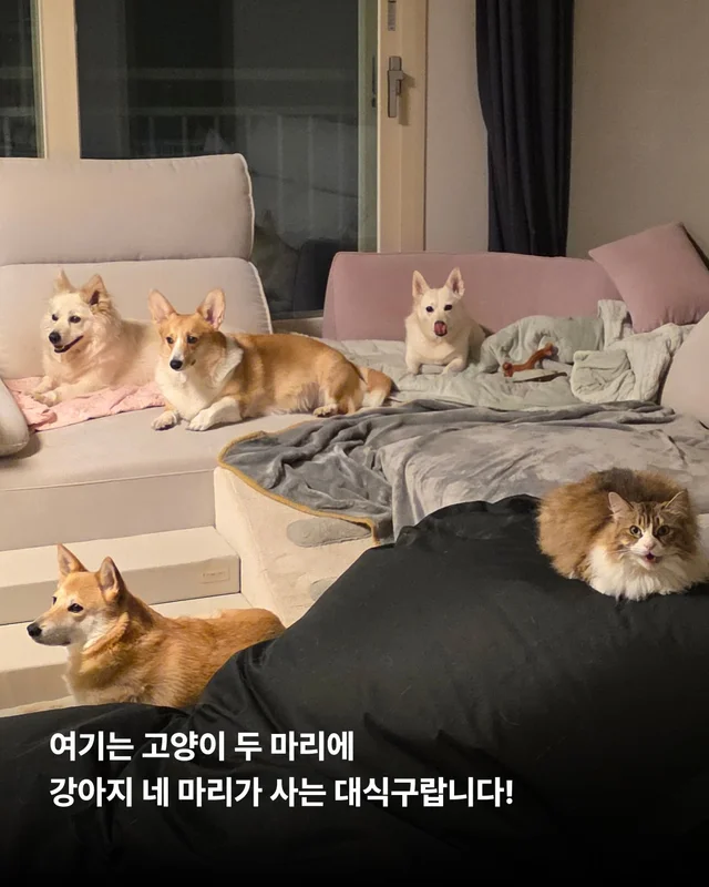 나만고양이 없어? 현장 사진