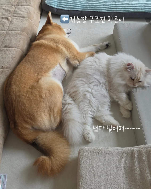 나만고양이 없어? 현장 사진