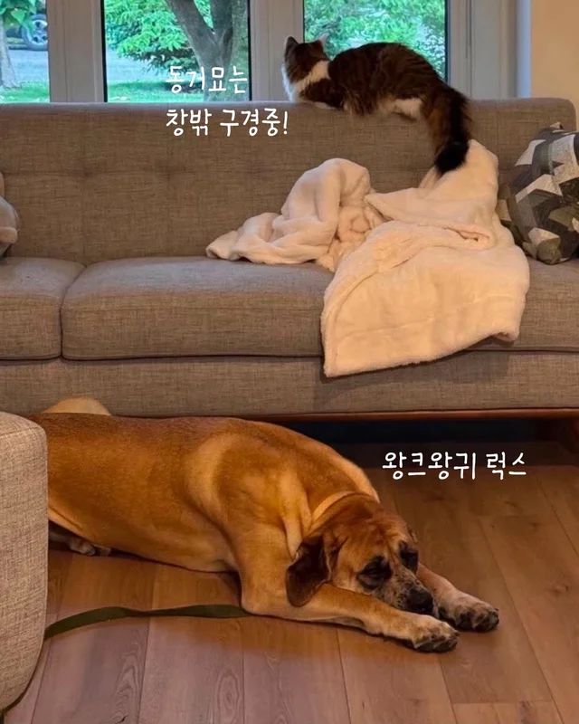 나만고양이 없어? 현장 사진