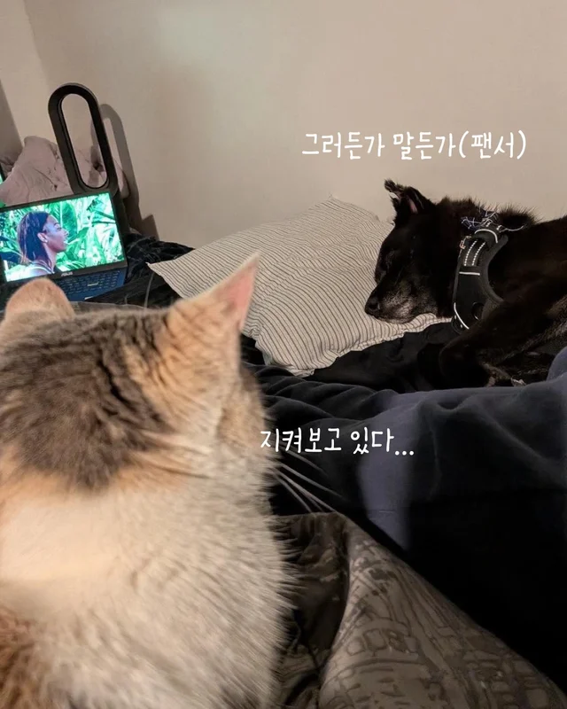 나만고양이 없어? 현장 사진