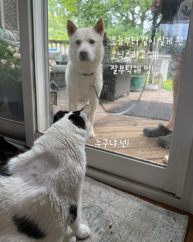 나만고양이 없어? 현장 사진