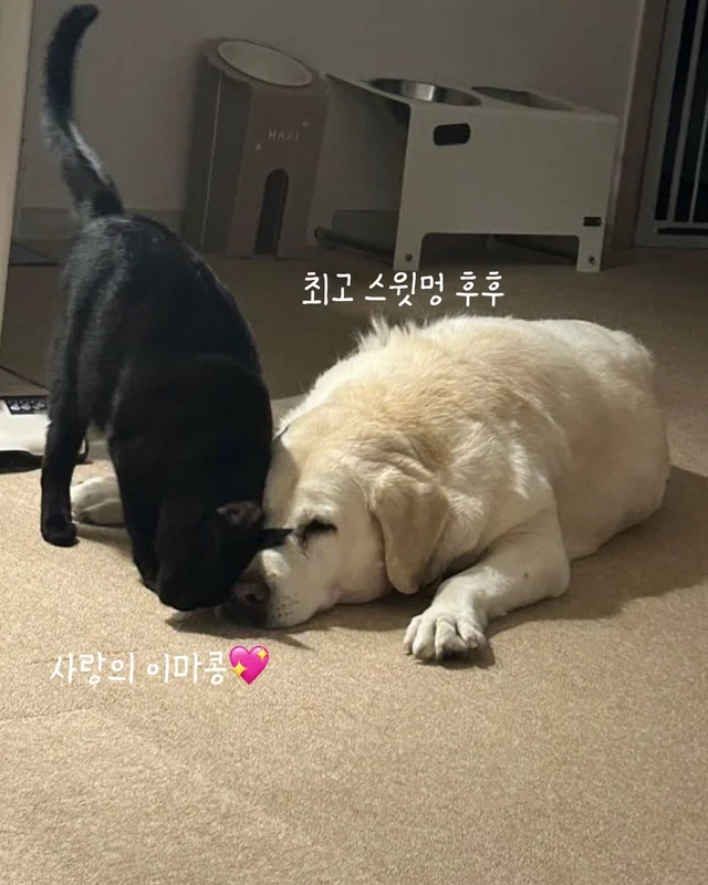 나만고양이 없어? 현장 사진