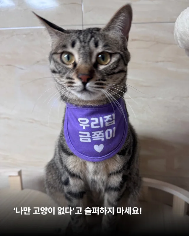 나만고양이 없어? 현장 사진