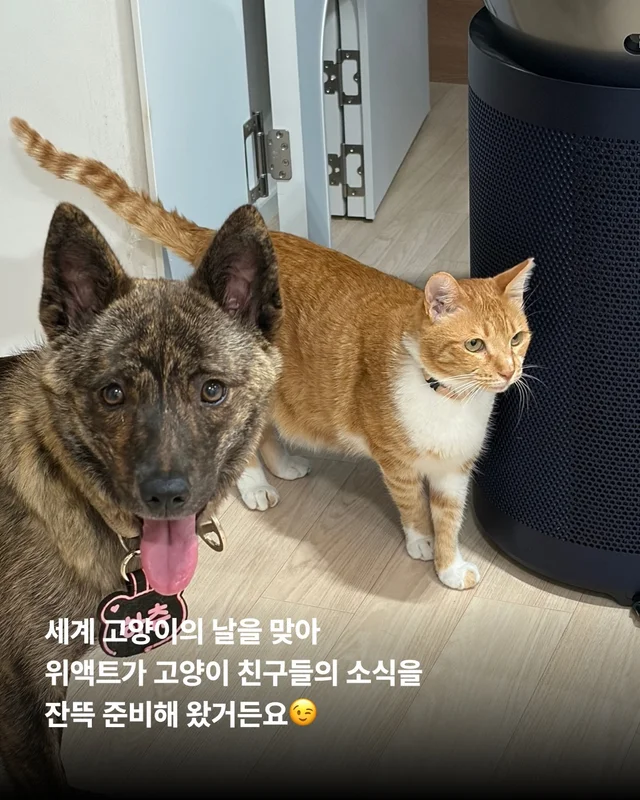 나만고양이 없어? 현장 사진