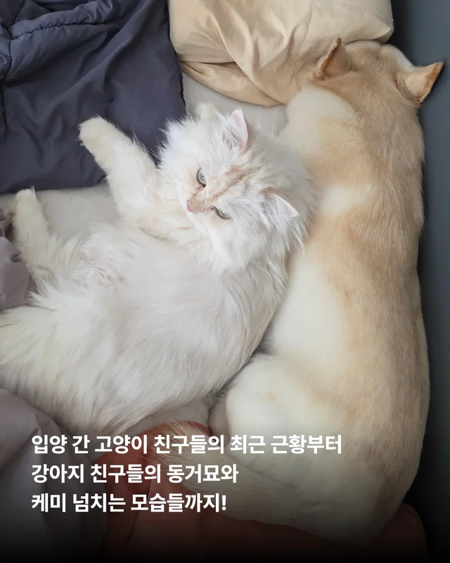 나만고양이 없어? 현장 사진