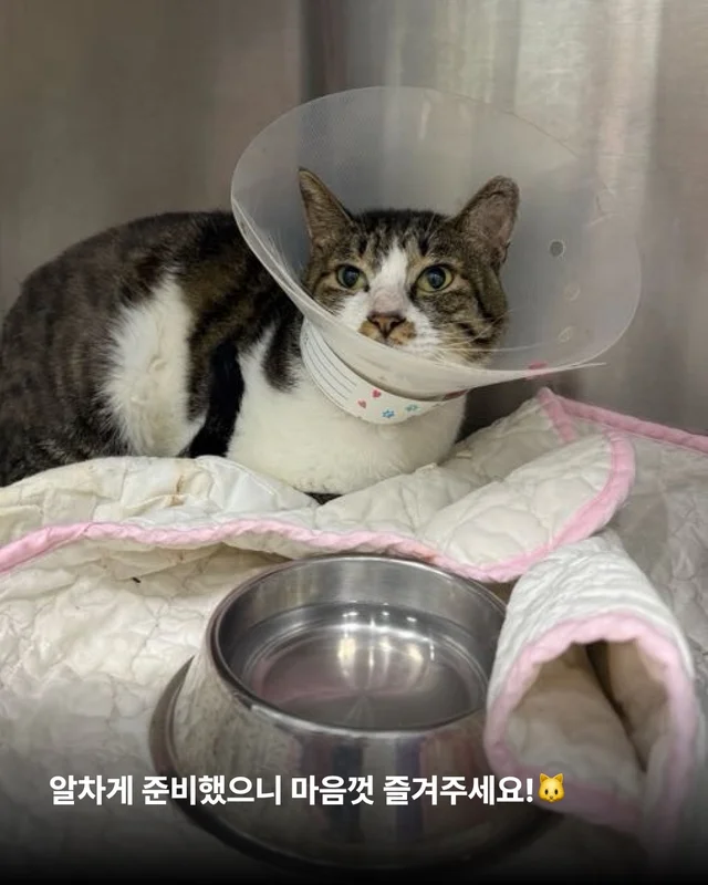 나만고양이 없어? 현장 사진
