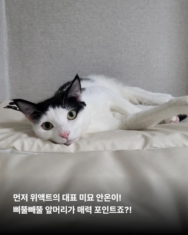 나만고양이 없어? 현장 사진