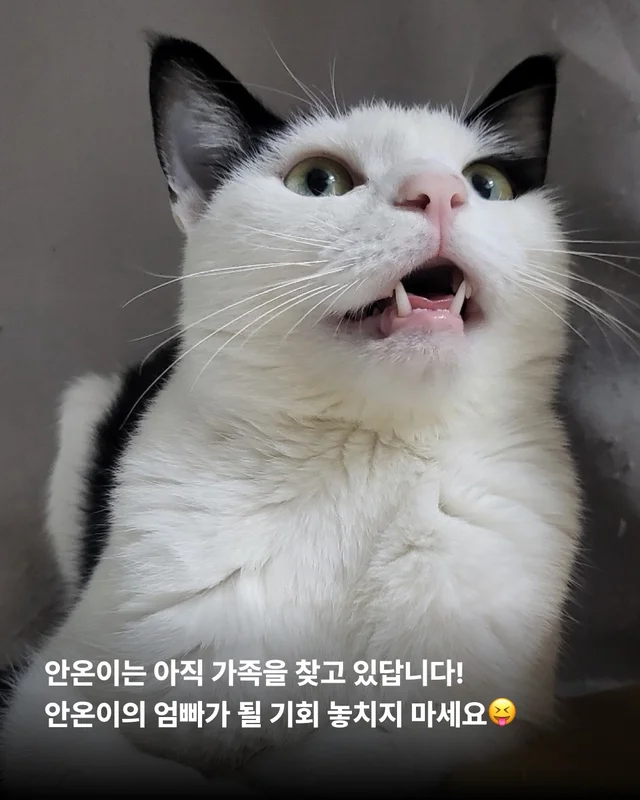 나만고양이 없어? 현장 사진
