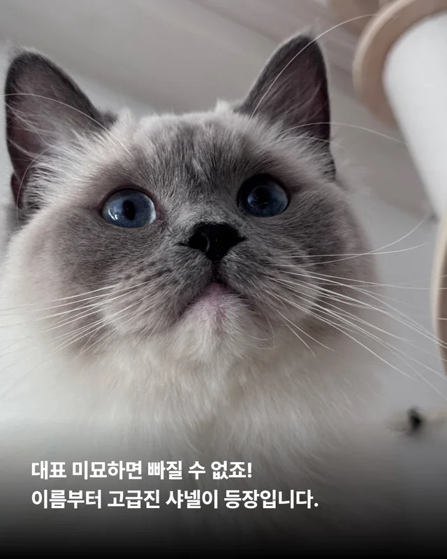 나만고양이 없어? 현장 사진