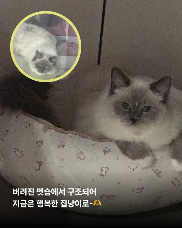 나만고양이 없어? 현장 사진