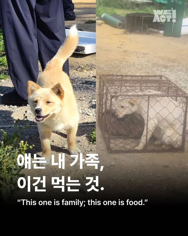 얘는 내 가족, 이건 먹는 것 현장 사진