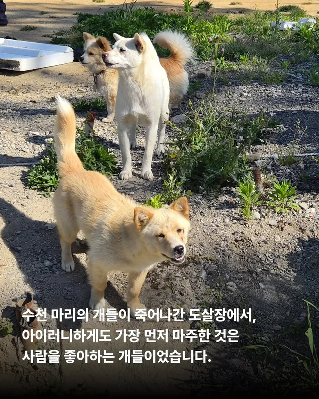 얘는 내 가족, 이건 먹는 것 현장 사진