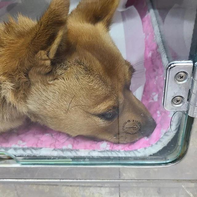 남양주 덫 동물학대 현장 사진