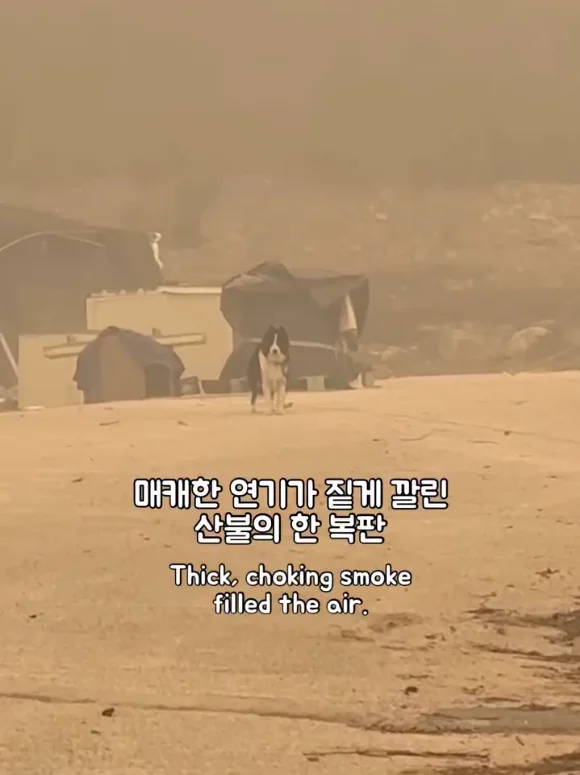 산불 속 홀로 남겨졌던 개에게 생긴 평생 가족의 정체.. 현장 사진