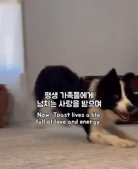 산불 속 홀로 남겨졌던 개에게 생긴 평생 가족의 정체.. 현장 사진