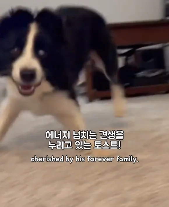 산불 속 홀로 남겨졌던 개에게 생긴 평생 가족의 정체.. 현장 사진