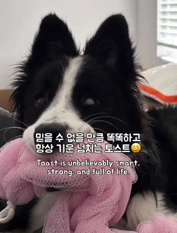 산불 속 홀로 남겨졌던 개에게 생긴 평생 가족의 정체.. 현장 사진