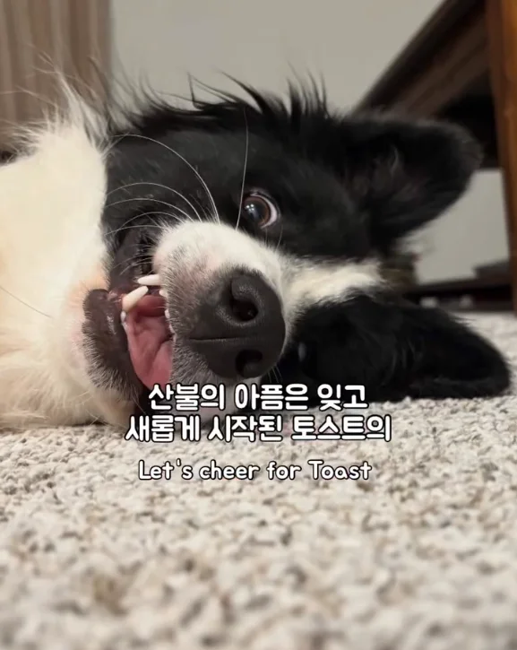 산불 속 홀로 남겨졌던 개에게 생긴 평생 가족의 정체.. 현장 사진