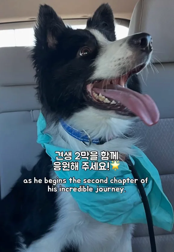 산불 속 홀로 남겨졌던 개에게 생긴 평생 가족의 정체.. 현장 사진